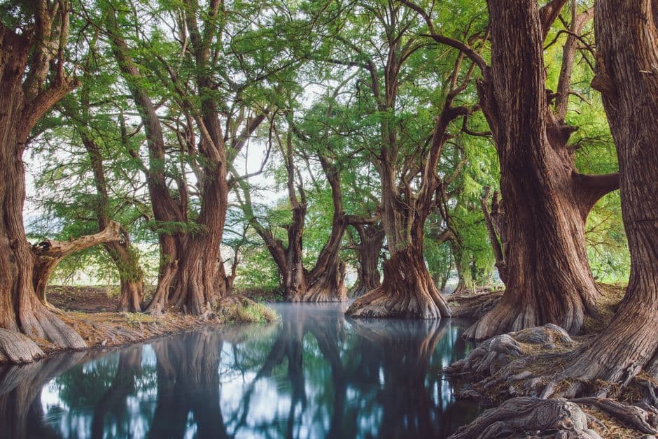 Lago rodeado de árboles, en el chat de Guasave