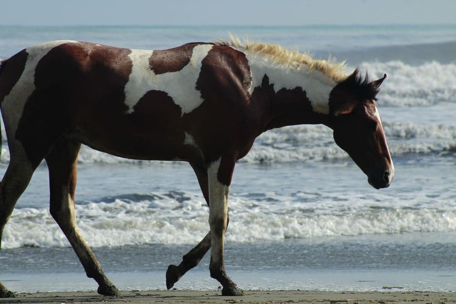 Caballo pintado majestuoso camina por la orilla del mar, en el chat de Pinto