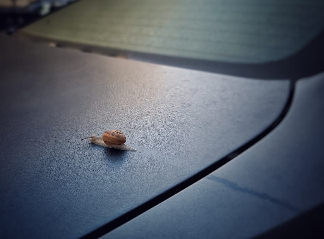 Una caracol sentada en el capó de un coche, en la sala de chat de San Fernando de Henares