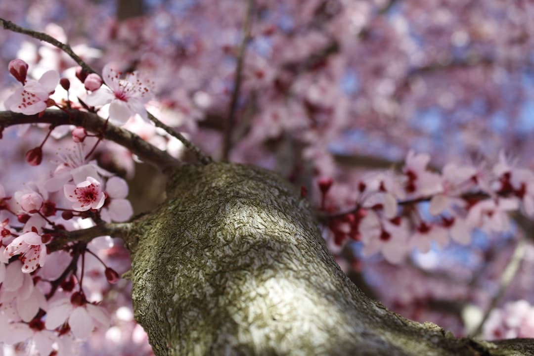 Cerezos en flor vistos desde abajo, pétalos rosados, en la sala de chat de Tomelloso