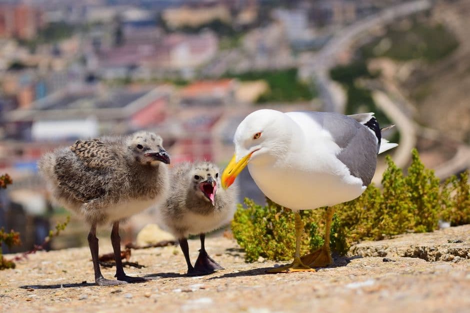 Aves en primer plano con plumas marrones claras en la sala de chat de Petrel