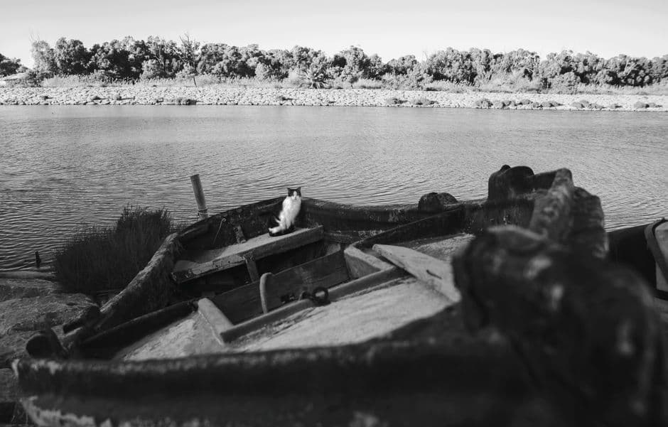 Gato en una barca junto a un lago en blanco y negro, en el chat de Coria del Río