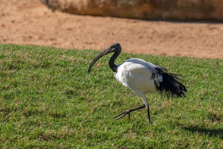 Ibis sagrado africano camina sobre hierba verde, en la sala de chat de Ibi