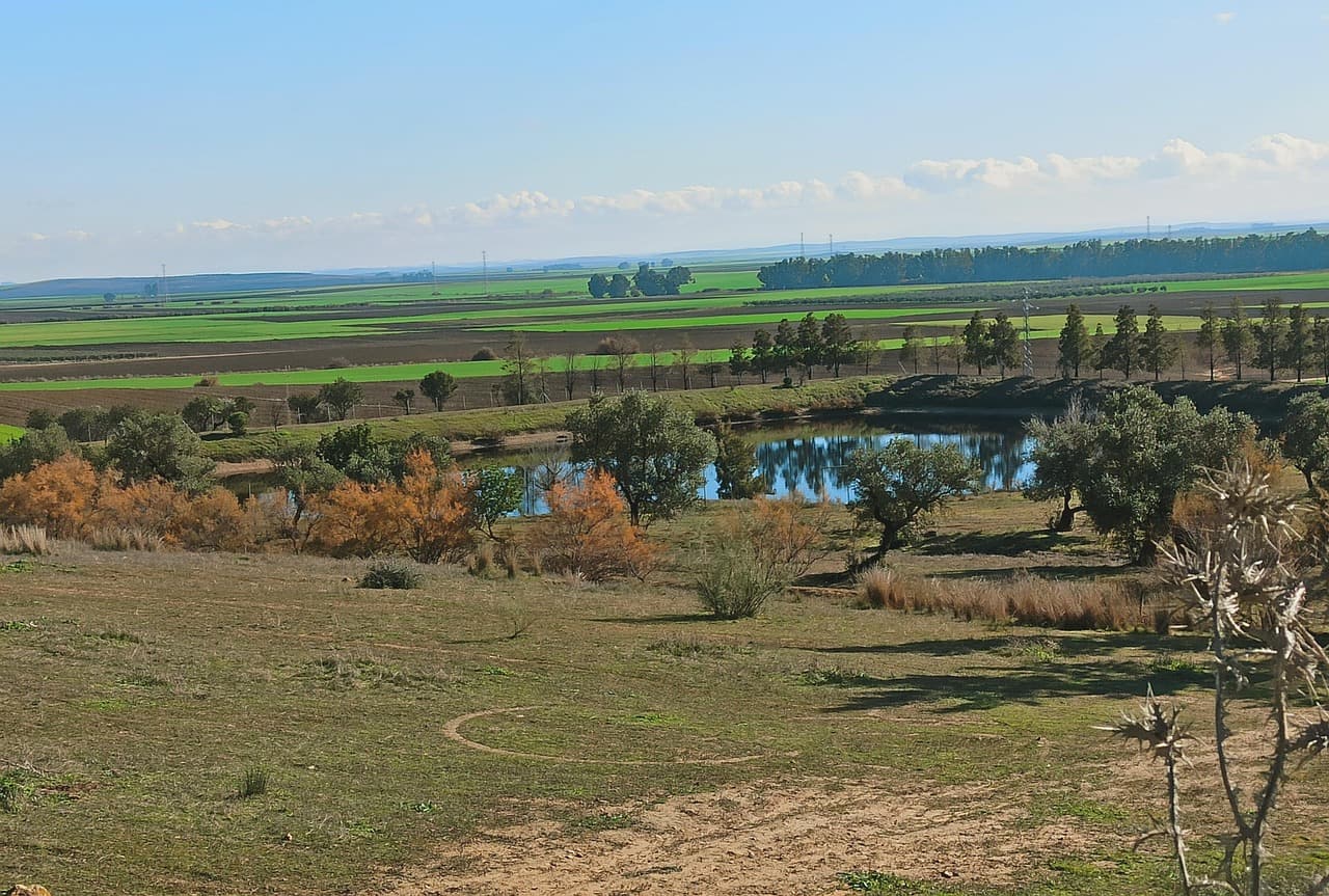 Árboles y hojas caídas cubren un sendero, en la sala de chat de Mairena del Alcor