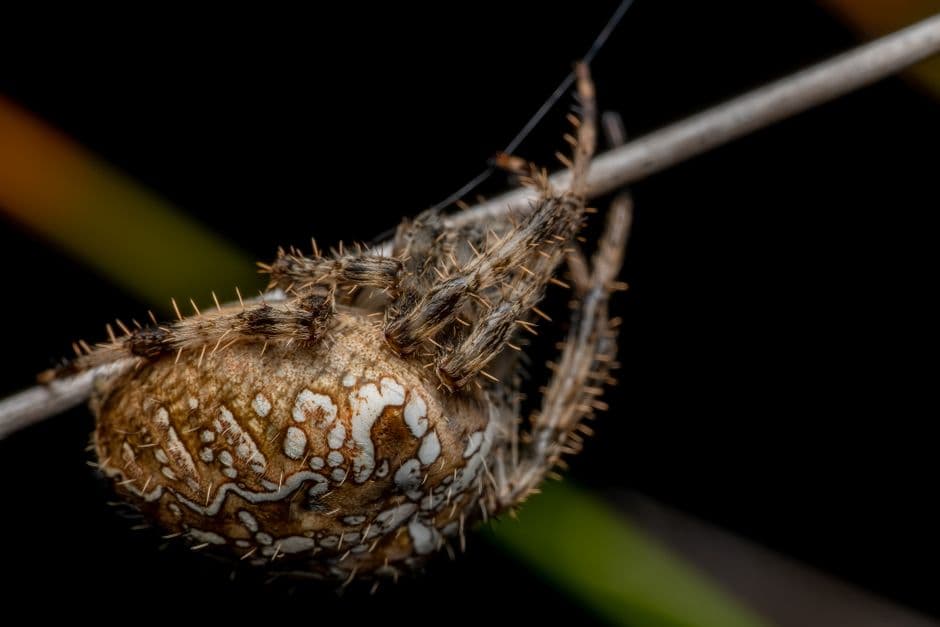 Primer plano macro de una araña de jardín europea sobre una hoja verde, en el chat de Moncada