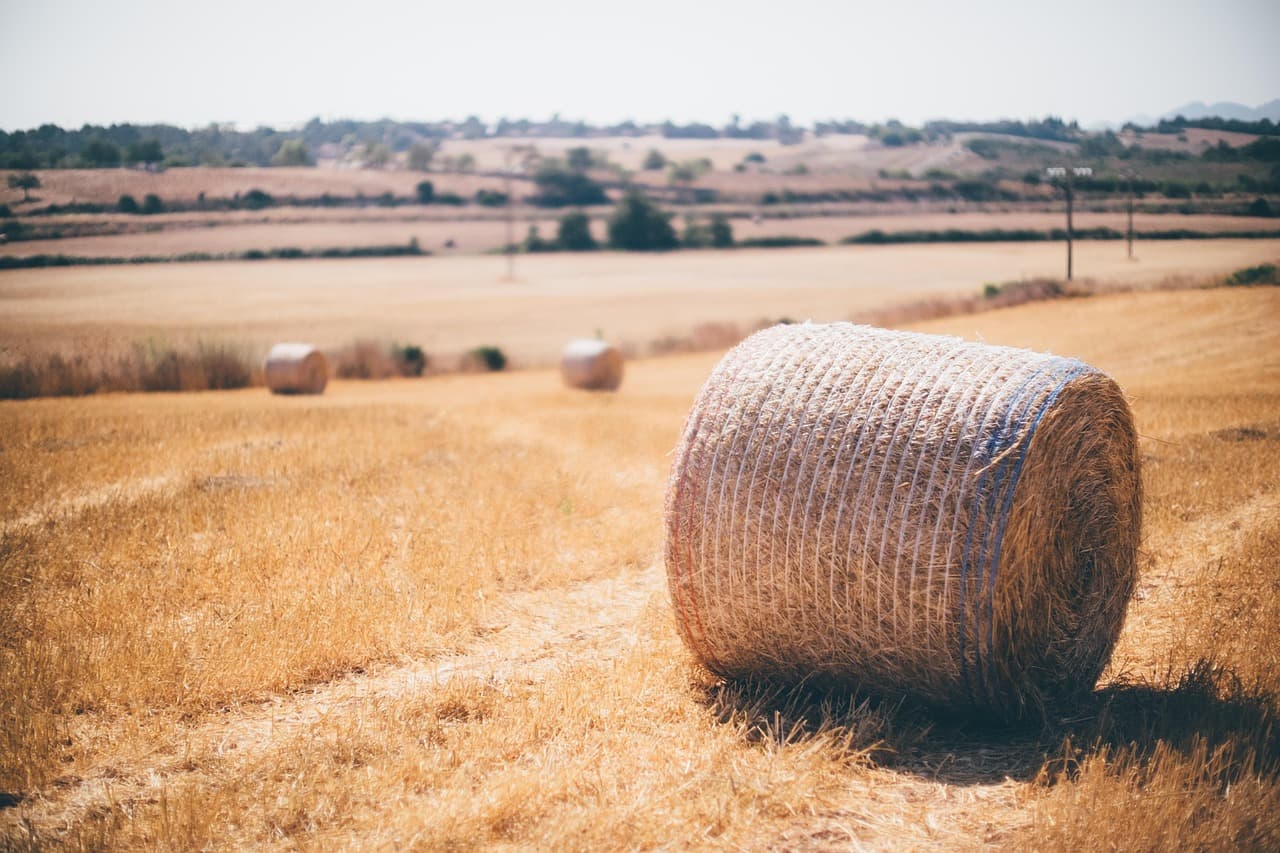 Balas de heno en el campo, en el chat de Pájara