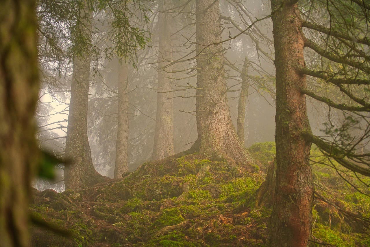 Bosque de coníferas con niebla, en la sala de chat de Naturaleza