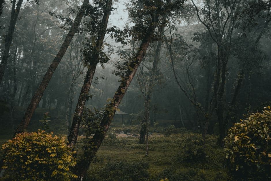 Bosque denso con altos árboles verdes y luz filtrada, en la sala de chat de Jardinería