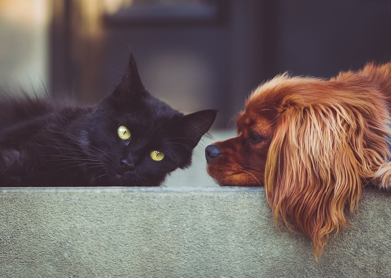 Perro y gato acurrucados en una alfombra, en la sala de chat de Mascotas
