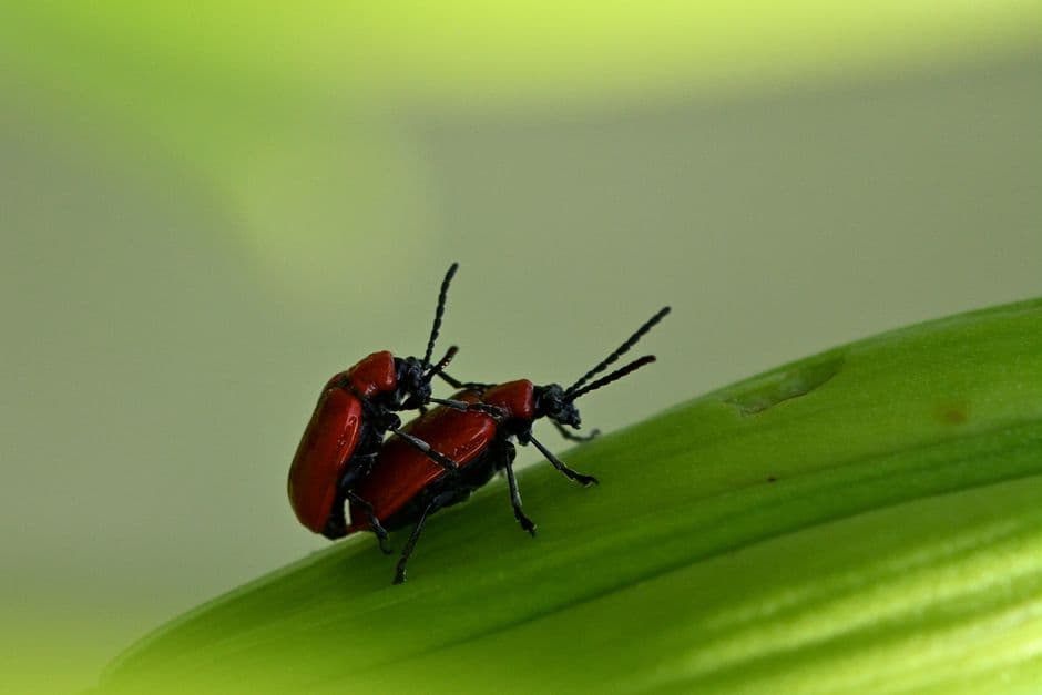 Escarabajos rojos apareándose en una hoja, en la sala de chat de Argentina más de 50